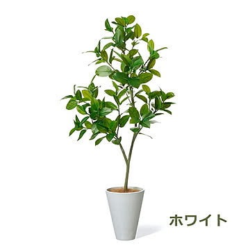 GREENPARK フィカスソフィア GWプランター H160cm PRGR-1533 プリマ