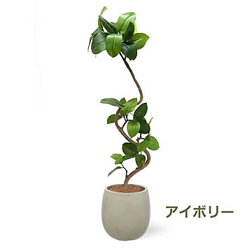 PRGR-1378 フィカスアルテシマ エッグポット H138cm eco / GREENPARK プリマ GREENPARK PRGR-1378