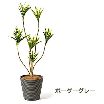 PRGR-1271 ドラセナ GWプランター H128cm eco / GREENPARK プリマ GREENPARK PRGR-1271
