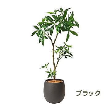 PRGR-1241 パキラ エッグポット H125cm eco / GREENPARK プリマ GREENPARK PRGR-1241