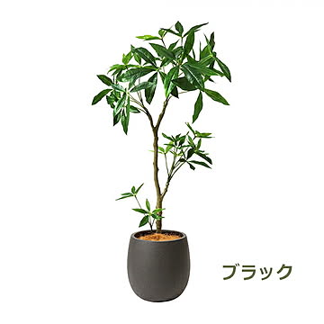 PRGR-1241 パキラ エッグポット H125cm eco / GREENPARK プリマ GREENPARK PRGR-1241