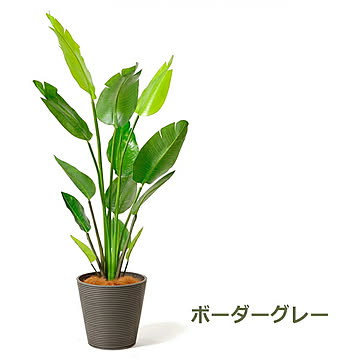 GREENPARK ストレリチア GWプランター H160cm PRGR-1148 プリマ