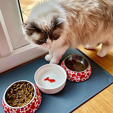 Goldfish Pet Bowl  ゴールドフィッシュ ペットボウル