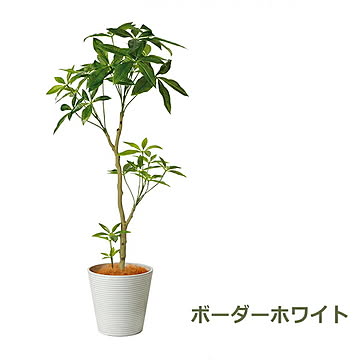 PRGR-1240 パキラ GWプランター H130cm eco / GREENPARK プリマ GREENPARK PRGR-1240