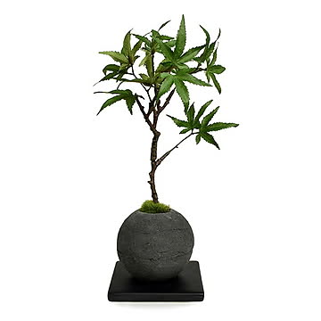 CUPBON 檜炭ボール 盆栽 PRGR-1103