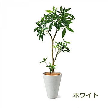 PRGR-1240 パキラ GWプランター H130cm eco / GREENPARK プリマ GREENPARK PRGR-1240