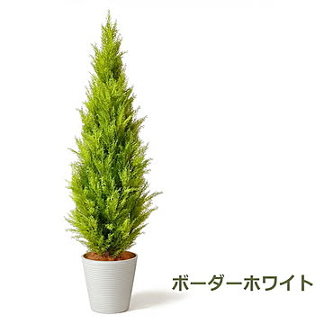GREENPARK ゴールドクレストM GWプランター H163cm PRGR-1246 プリマ