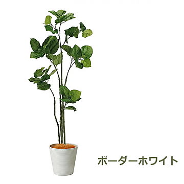 GREENPARK ウンベラータ GWプランター H163cm eco PRGR-1265 プリマ