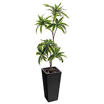 フェイクグリーン ソングオブインディア 90cm 鉢植 陶器鉢 ドラセナ 幸福の木 SC/CT触媒