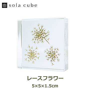 レースフラワー ソラタイル /ウサギノネドコ 宙タイル 立体 植物 標本