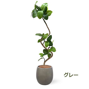 PRGR-1378 フィカスアルテシマ エッグポット H138cm eco / GREENPARK プリマ GREENPARK PRGR-1378