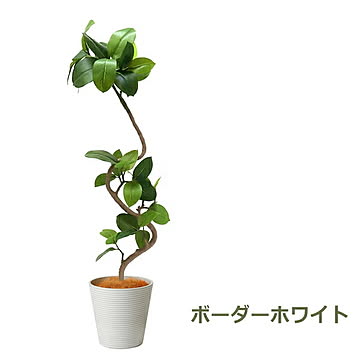 PRGR-1291 フィカスアルテシマ GWプランター H142cm eco / GREENPARK プリマ GREENPARK PRGR-1291