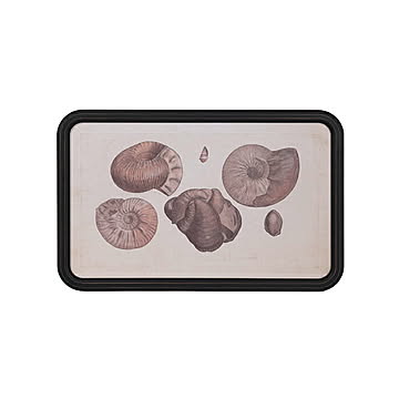 額縁 ART FRAME AMMONITE Y-0935AM 幅653x奥行20x高さ414mm ダルトン