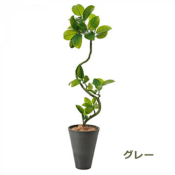 PRGR-1291 フィカスアルテシマ GWプランター H142cm eco / GREENPARK プリマ GREENPARK PRGR-1291