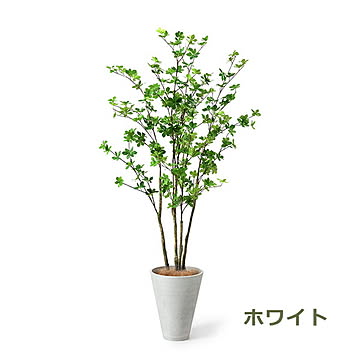 GREENPARK ドウダンツツジ GWプランター H165cm PRGR-1249 プリマ