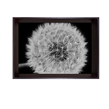 Photography art Dandelions アートポスター（フレーム付き） m12957