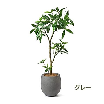 PRGR-1241 パキラ エッグポット H125cm eco / GREENPARK プリマ GREENPARK PRGR-1241