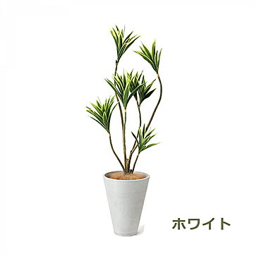 PRGR-1271 ドラセナ GWプランター H128cm eco / GREENPARK プリマ GREENPARK PRGR-1271