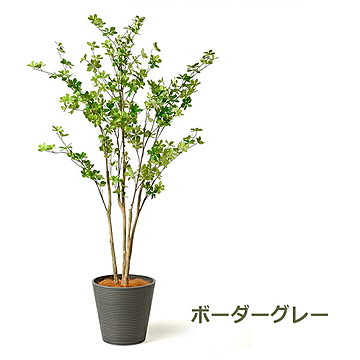 GREENPARK ドウダンツツジ GWプランター H165cm PRGR-1249 プリマ