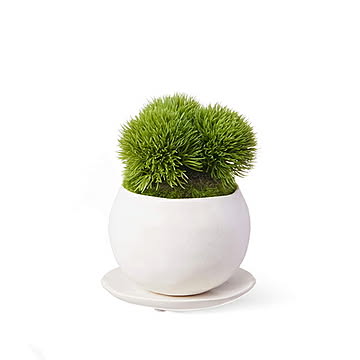 CUPBON 盆栽 マリモ 皿付小鉢 白 PRGR-1332