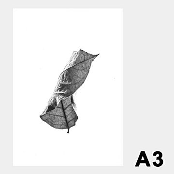 Floating Leaves 01 (大)A3 ポスター 8115