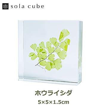 ホウライシダ ソラタイル /ウサギノネドコ 宙タイル 立体 植物 標本