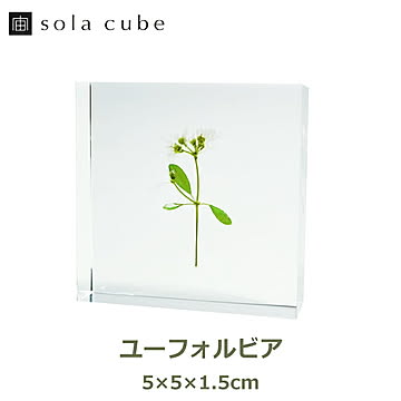 ユーフォルビア ソラタイル /ウサギノネドコ 宙タイル 立体 植物 標本