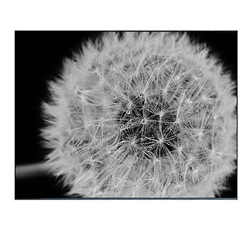 Photography Dandelions アートポスター（フレーム付き） m13046