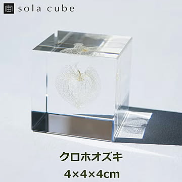 ソラキューブ クロホオズキ /ウサギノネドコ 宙キューブ 立体 植物 標本