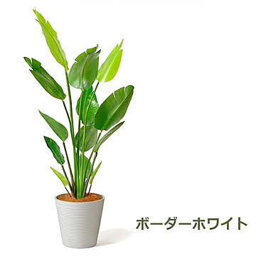 GREENPARK ストレリチア GWプランター H160cm PRGR-1148 プリマ