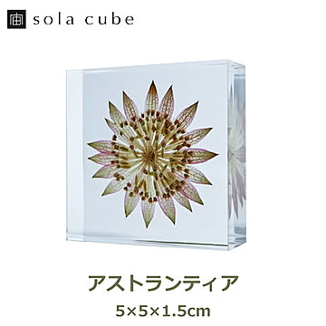 アストランティア ソラタイル /ウサギノネドコ 宙タイル 立体 植物 標本