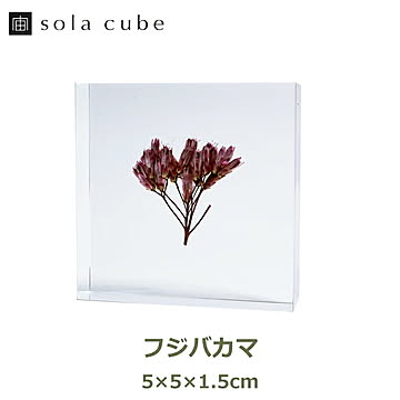 フジバカマ ソラタイル /ウサギノネドコ 宙タイル 立体 植物 標本