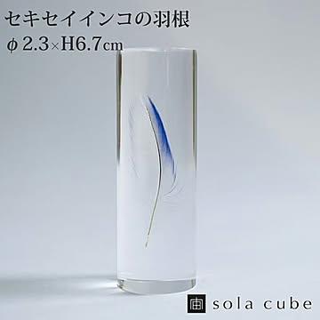 セキセイインコの羽 ブルー /ウサギノネドコ 宙キューブ 立体 鳥 標本