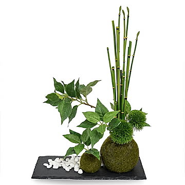 CUPBON 黒岩皿 寄せ植え苔玉 盆栽 桜の葉 PRGR-1079