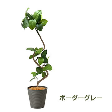 PRGR-1291 フィカスアルテシマ GWプランター H142cm eco / GREENPARK プリマ GREENPARK PRGR-1291