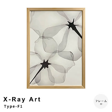 X-Ray Art Type-F1 アートポスター（フレーム付き） m13402