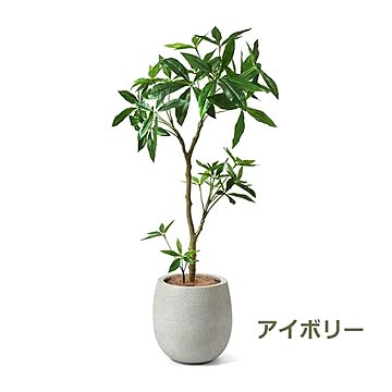 PRGR-1241 パキラ エッグポット H125cm eco / GREENPARK プリマ GREENPARK PRGR-1241