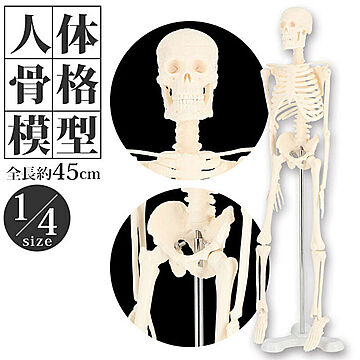 人体模型 人体骨格模型 骨格標本 模型