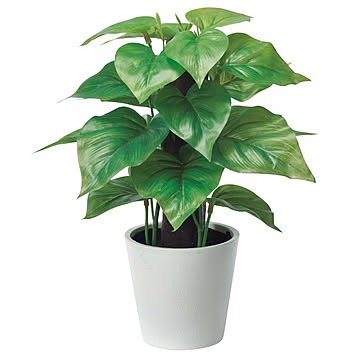 asca ミニフェイクグリーン フィロ ポット付 グリーン 23cm 鉢植