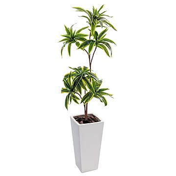 55145977_6
