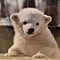 shirokuma