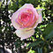 roserose555