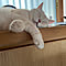 nyanzaurus