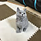 AZUKI