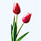 Fleur_