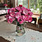RoseLife5818