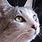 KoriN