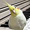 koimo