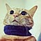 cyato_nyan