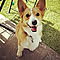 animalland